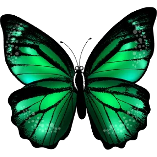 🦋
