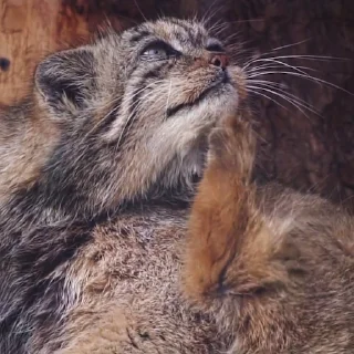 👩‍🦰