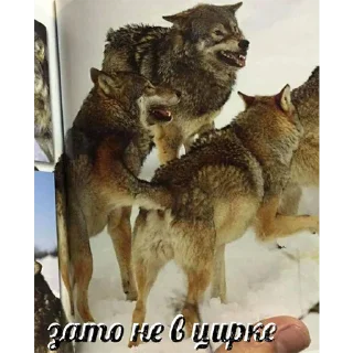 🐺