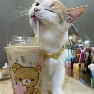 🐈
