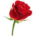 🌹