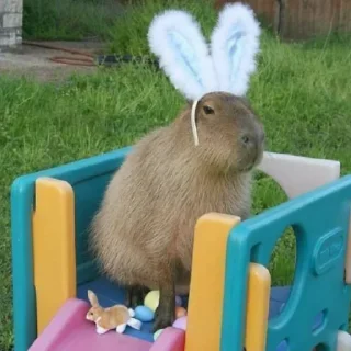 🐇