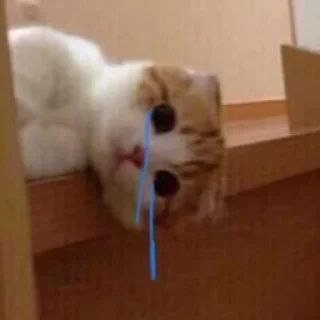 🐈