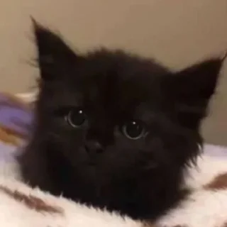 🥺