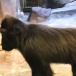 🐒