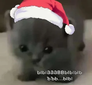 ⪩ ꒰ котёнки ꒱ ⪨ @plusikradom
