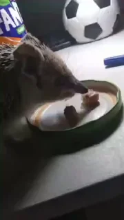 🦔