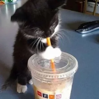 🐱