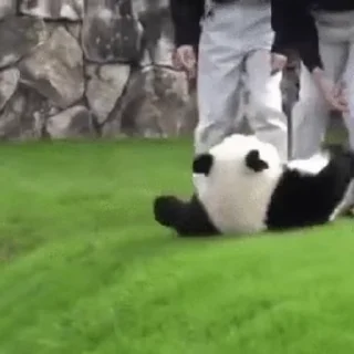 🐼