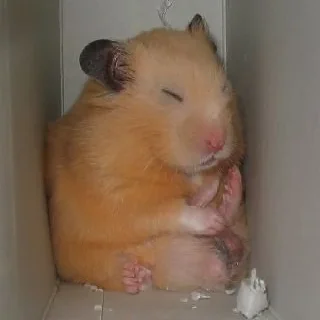 🐹