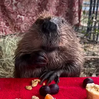 😋
