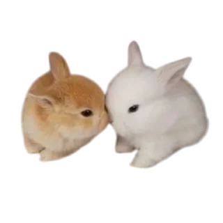 🐱