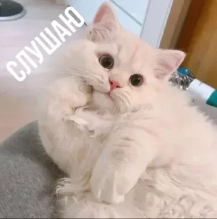 👂