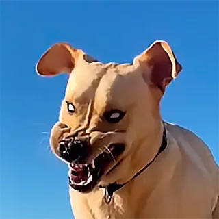 👹