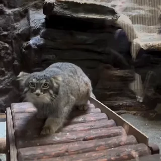 👀
