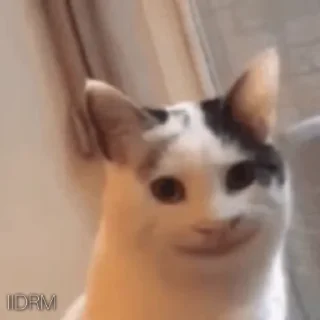 🗿