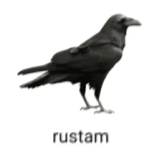 🐦‍⬛️