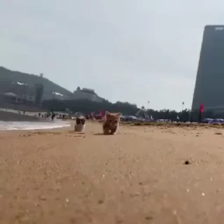 🐾