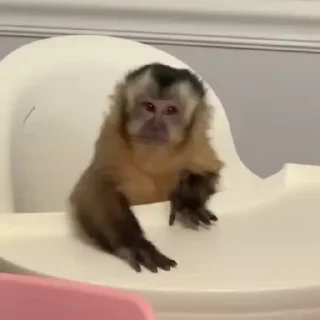 🌟