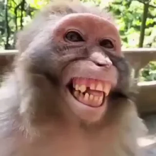 monkeys 5 by @norufx