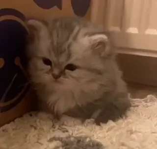 😼