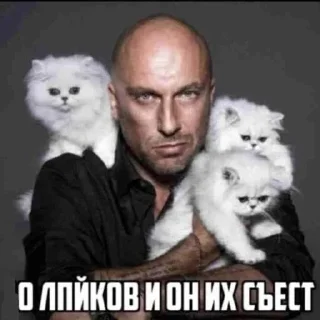 🙀