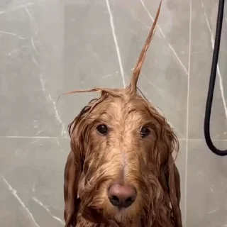 🦄