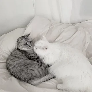 🤍