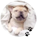 🐶