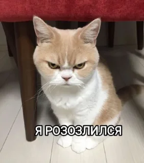 😾