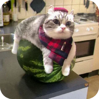 🐱