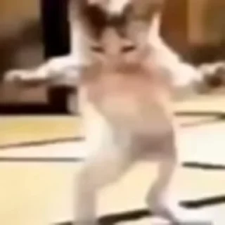 🐈‍⬛