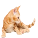 😻