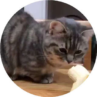 😺