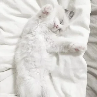 🤍