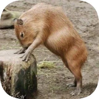 💪