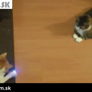🐱