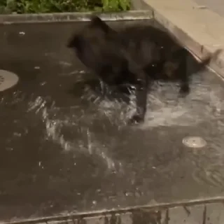 🐩