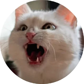 😼