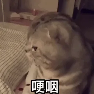 🐱