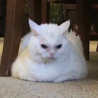 😠