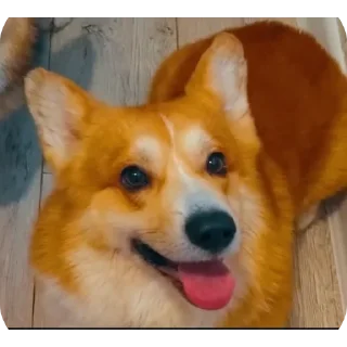 🐶