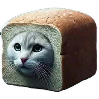🐱