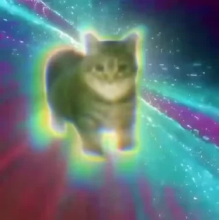 🐈