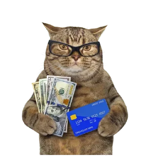 😽