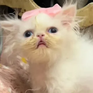 🎀