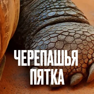 🐢