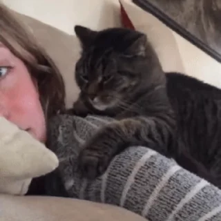 😽