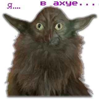 😼