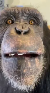 🐒